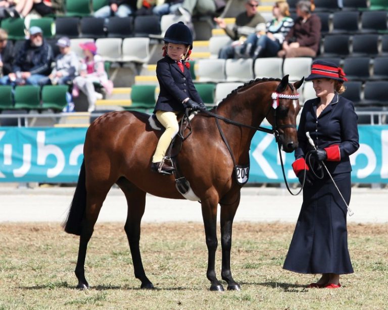Lead Rein Show Pony / Show Hunter Pony Riding Pony Stud Book Society Ltd