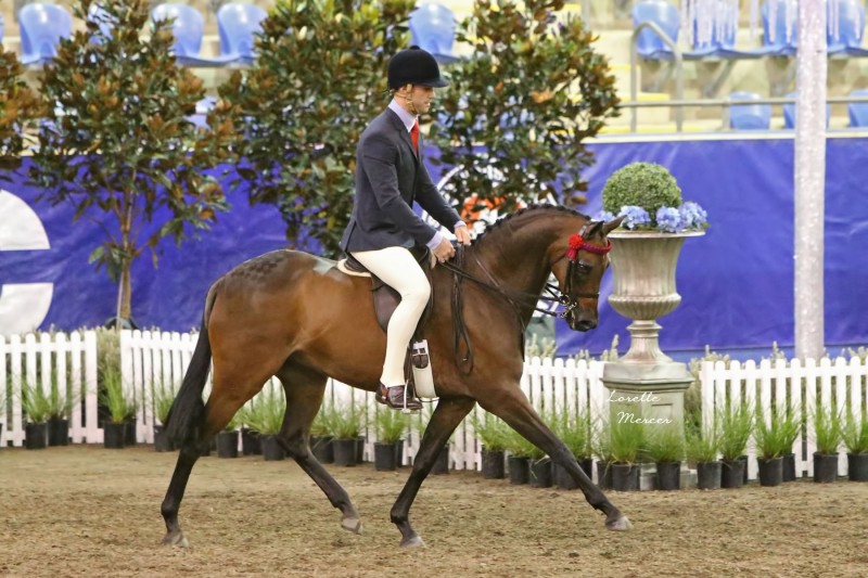 NSW Gallery Riding Pony Stud Book Society Ltd