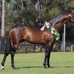 Masterpiece of Hannaley